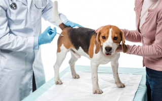 Недорогие прививки для домашних животных: Поиск доступной ветеринарной помощи для лучшего друга человека