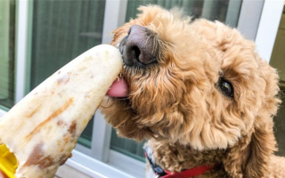 Мороженое для собак: 13 DIY-рецептов, которые вы можете сделать для своего питомца!