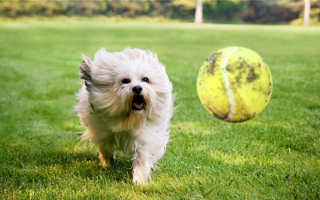 Как справиться с собакой, одержимой игрой в мяч: Не могу остановиться, не хочу останавливаться!