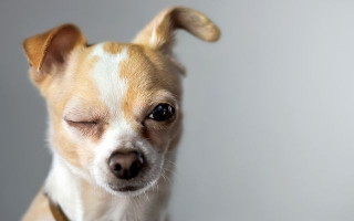 Проптоз глазного яблока: у каких собак вываливаются глаза