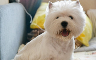 Собака какой породы снималась в рекламе корма «Цезарь»