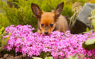 Растения, отпугивающие собак: Могут ли они уберечь Фидо от собак?