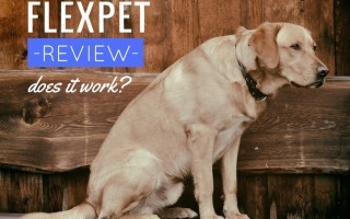 Обзор Flexpet: Поможет ли он вылечить боль в суставах у моей собаки?