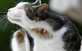Дерматит у кошек: атопический, пододерматит, милиарный