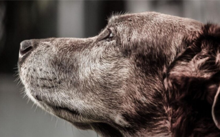 Как ухаживать за пожилыми собаками: 11 советов о том, чего следует ожидать