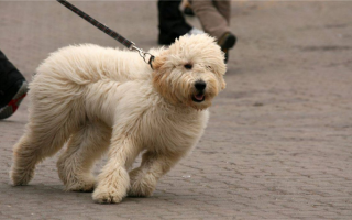 Сверхпрочные поводки для собак: Самые грубые, жесткие и прочные поводки в мире