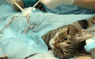 В каком возрасте кастрируют кота: оптимальный срок для операции