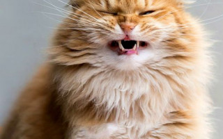 Почему у кошки неприятный запах изо рта: причины и лечение