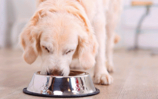 Сколько раз в день кормить собаку — щенка и взрослую