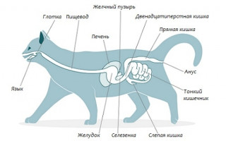 Заболевания органов пищеварительной системы у кошек