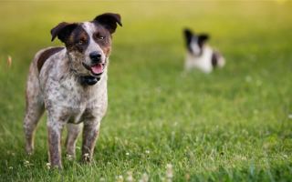 7 лучших невидимых ограждений для собак: От наземных до беспроводных ограждений