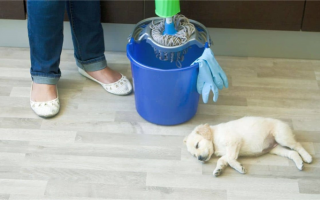 4 безопасных для домашних животных средства для мытья пола: Безопасная для собак уборка!