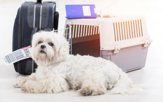 Как перевезти собаку в самолете, поезде: все об отдыхе с питомцами