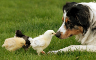 9 собак, которые хорошо относятся к курам: Защитники домашней птицы!