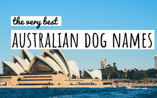 70+ австралийских кличек для вашего австралийского щенка!