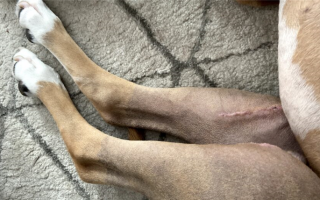 Операция по удалению двойного ACL у моей собаки: Плохие ноги, исцелились!
