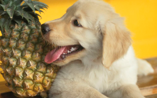 6 бесполезных ингредиентов в корме для собак, которые им только навредят
