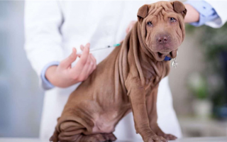 Когда щенкам можно делать прививки? График вакцинации щенков