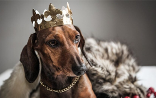 Королевские имена для собак: Королевские имена для вашей гончей
