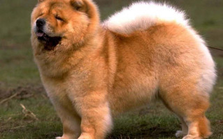 Собаки породы чау-чау (фото): своенравный домашний лев