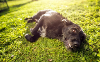 Как удержать собаку во дворе без забора: 6 отличных способов!