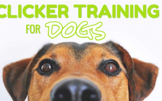 Кликер-тренинг для собак
