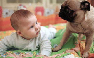 Как познакомить собаку с новым ребенком: Подготовка и встреча!