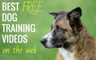 Лучшие бесплатные видео по дрессировке собак: YouTube и не только
