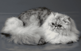 Породы длинношерстных и полудлинношерстных кошек с фотографиями и названиями