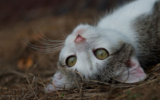У котенка гноятся глаза: причины и соответствующее лечение