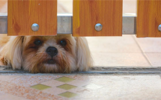 Сделай сам Ворота для собак: Разделение собак