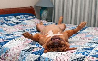 Что такое апноэ сна у собак? Серьезно ли это?