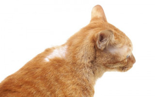 Обнаружена экзема у кошки: что это за недуг и как с ним бороться