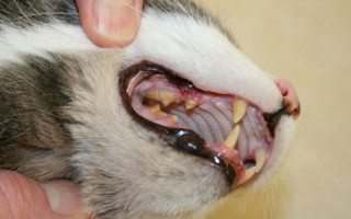 Заболевания полости рта у кошек: это должен знать каждый хозяин: Подробности Видео