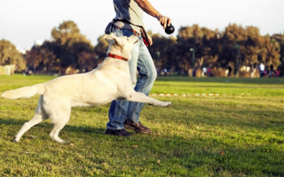 Обогащение собаки 101: Помогаем вашей собаке жить лучшей жизнью!
