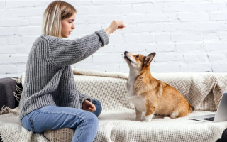 Игры на контроль импульсов для собак: учим самоконтролю!