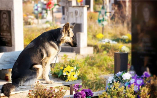 Сколько стоит кремация собаки?