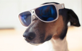 300+ классных кличек для собак: Крутые имена для вашего питомца