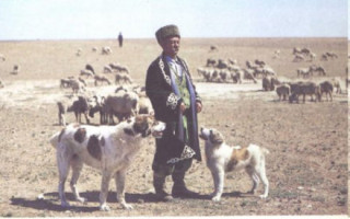 Есть ли разница между алабаем и среднеазиатской овчаркой