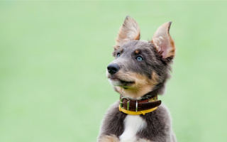 12 видов собачьих ушей: от заостренных до оттопыренных!