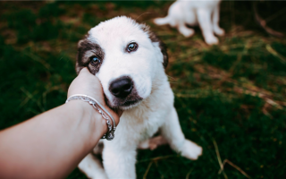 Как заставить испуганную собаку доверять вам: Укрепление собачьего доверия!