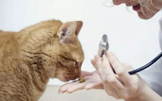 Инфекционный кошачий перитонит (FIP)