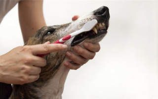 Домашняя зубная паста для собак: Сохраняем свежесть в кратчайшие сроки