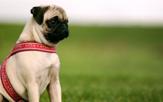 20 самых уродливых пород собак: Собачьи бриллианты в неровностях!