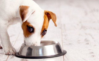 Почему собаки едят сырой картофель