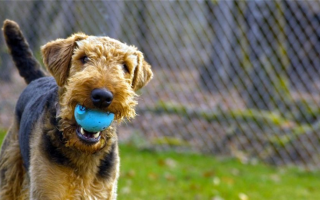 Опасны ли игрушки для собак?