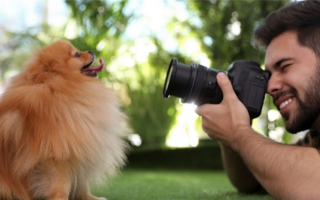 31 совет по фотографированию собак: Сделайте профессиональные снимки вашего питомца!