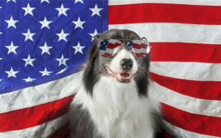 300+ президентских кличек для собак: Имена для вашего патриотичного питомца!