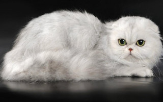 Хайленд фолд (шотландская вислоухая длинношерстная кошка)