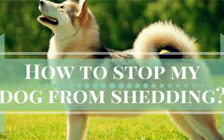 Как остановить линьку у собаки: Советы и рекомендации